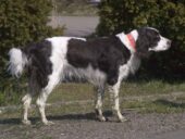 Französischer Spaniel