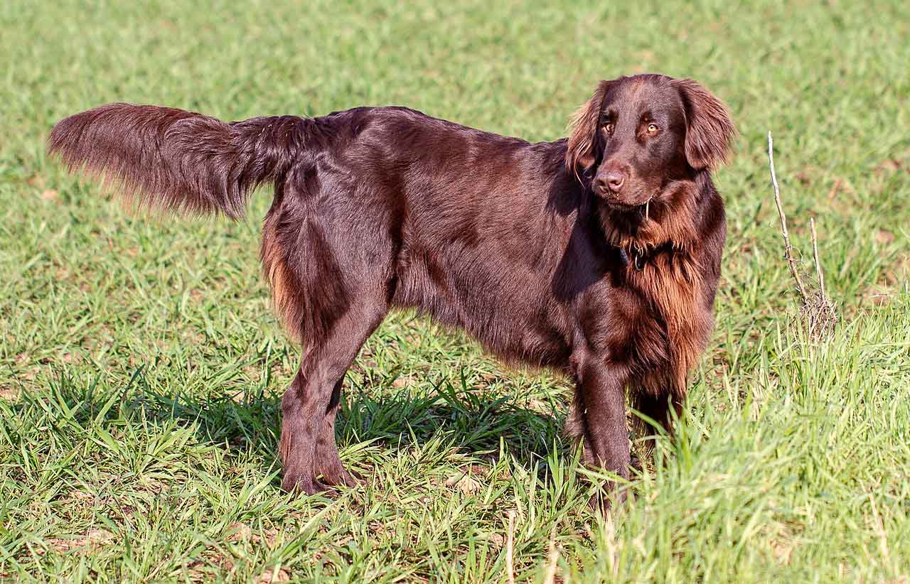 Cobrador de pelo liso. 