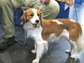 Spaniel holandés