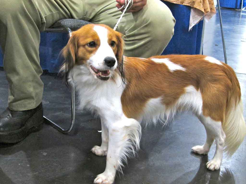 Kooikerhondje Characteristics and - breeds