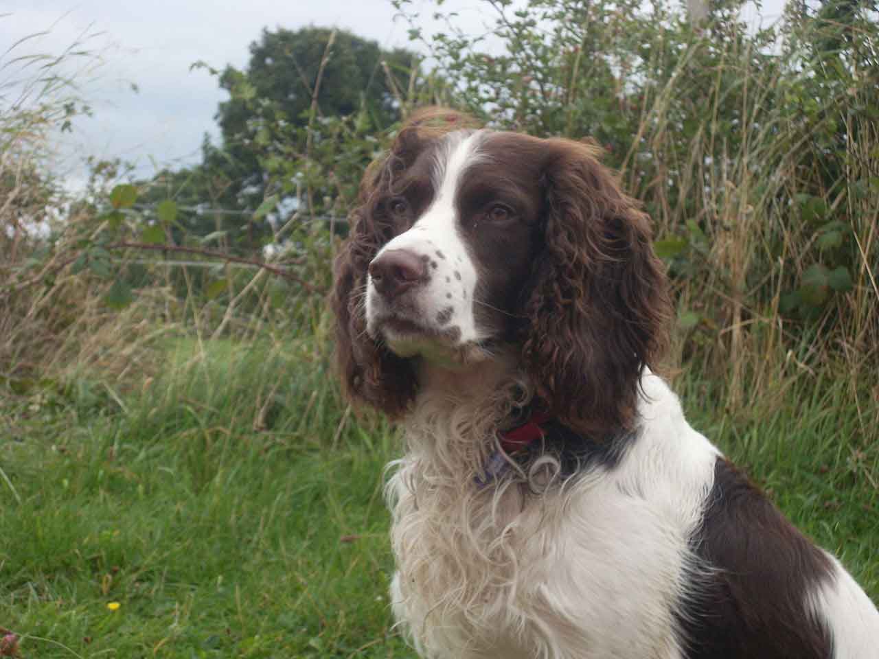English Springer Spaniel - Characteristics and character - Dogs breeds