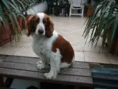 Springer spaniel galés