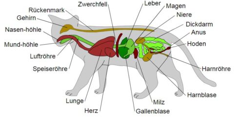 Anatomia-gatos