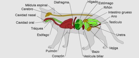 Anatomia-gatos