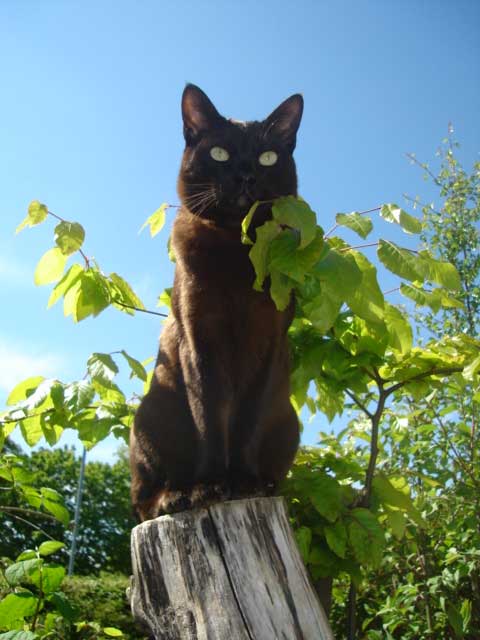 Asian cat