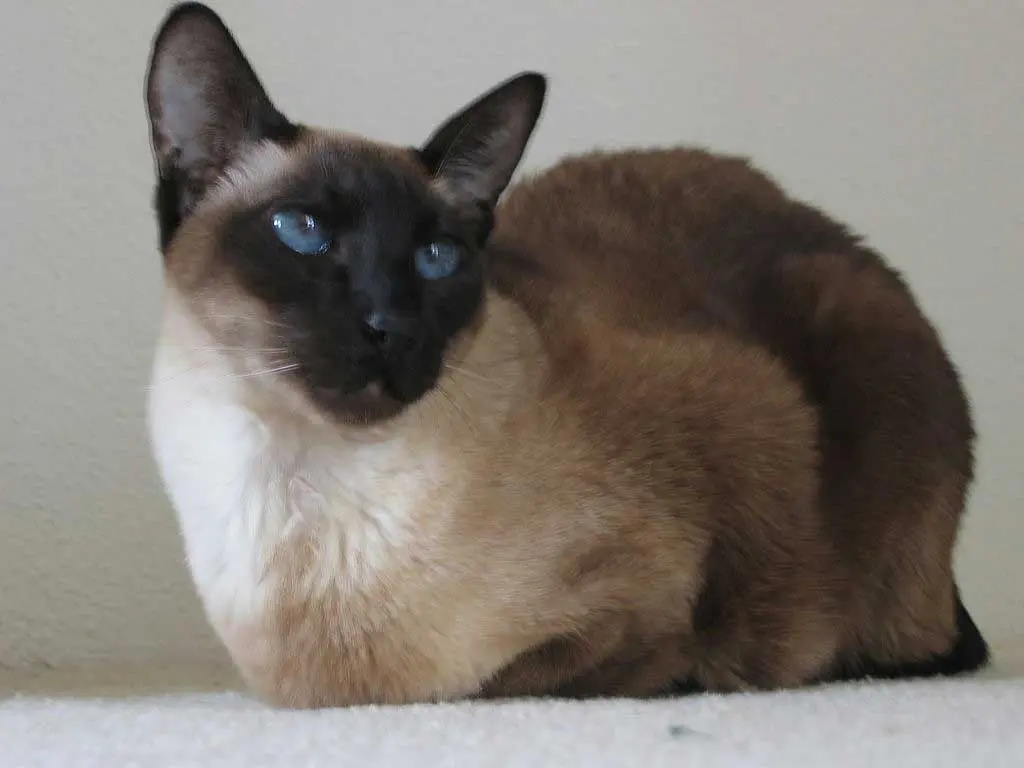 Gato Siamês moderno