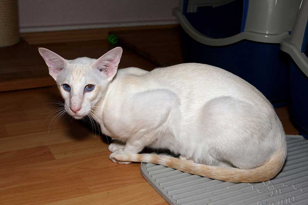 Modern Siamese cat