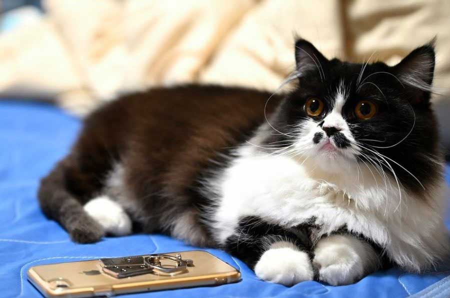 Minuet cat (Napoleon)