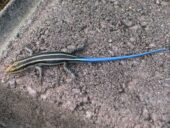 African five-lined skink