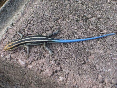 African five-lined skink