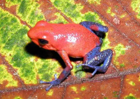 Dendrobates