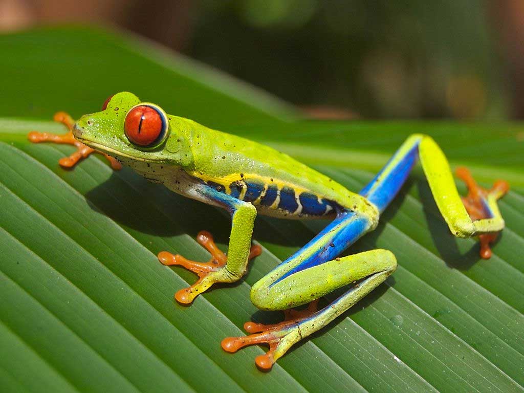 Red-eyed green frog