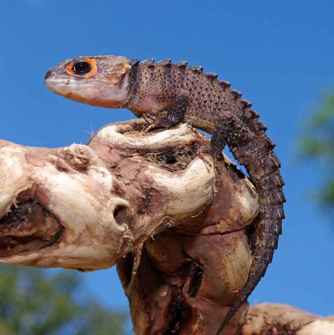 Red-eyed crocodile skink