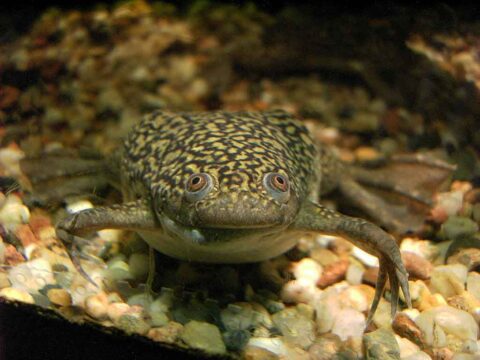 Xenopus laevis