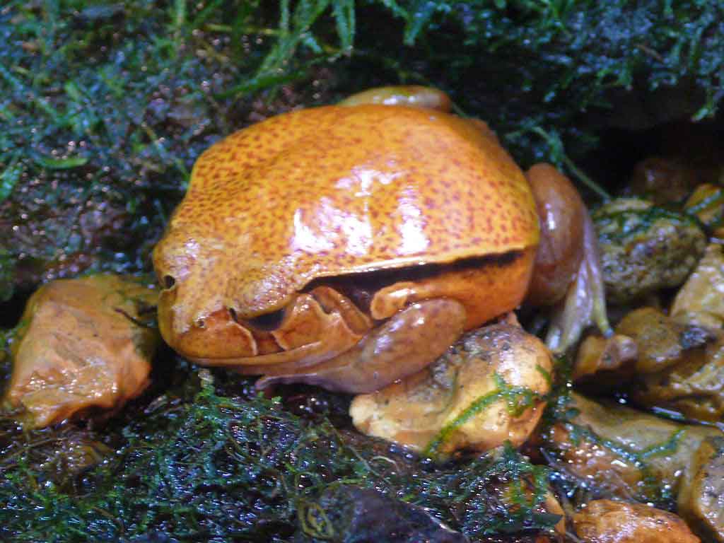 grenouille tomate