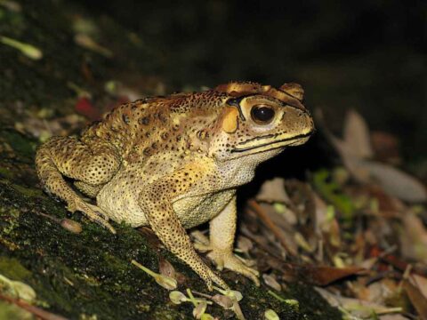 crapaud asiatique commun