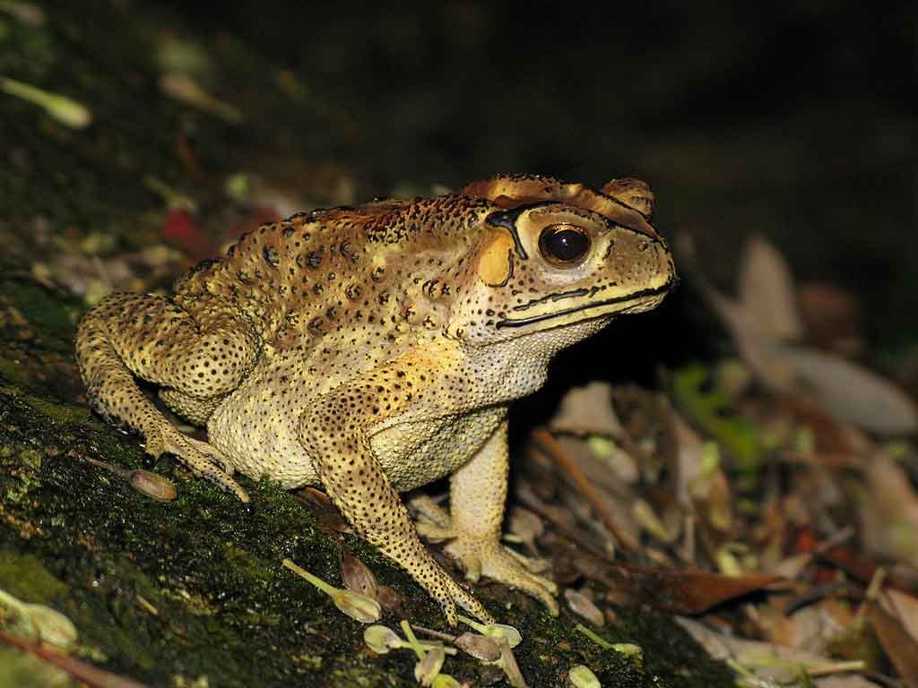 common asian toad