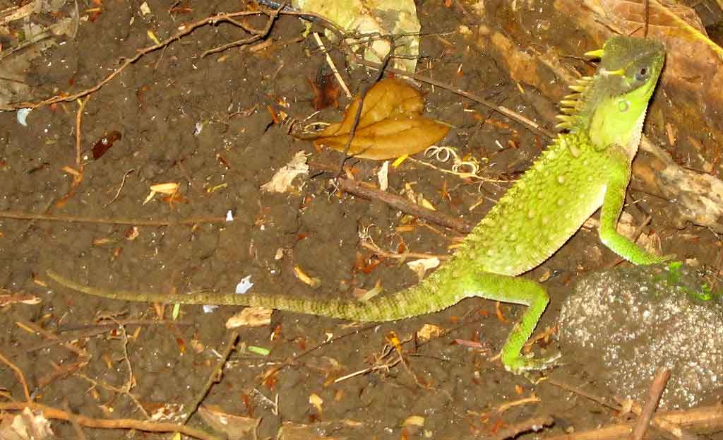 Acanthosaura capra