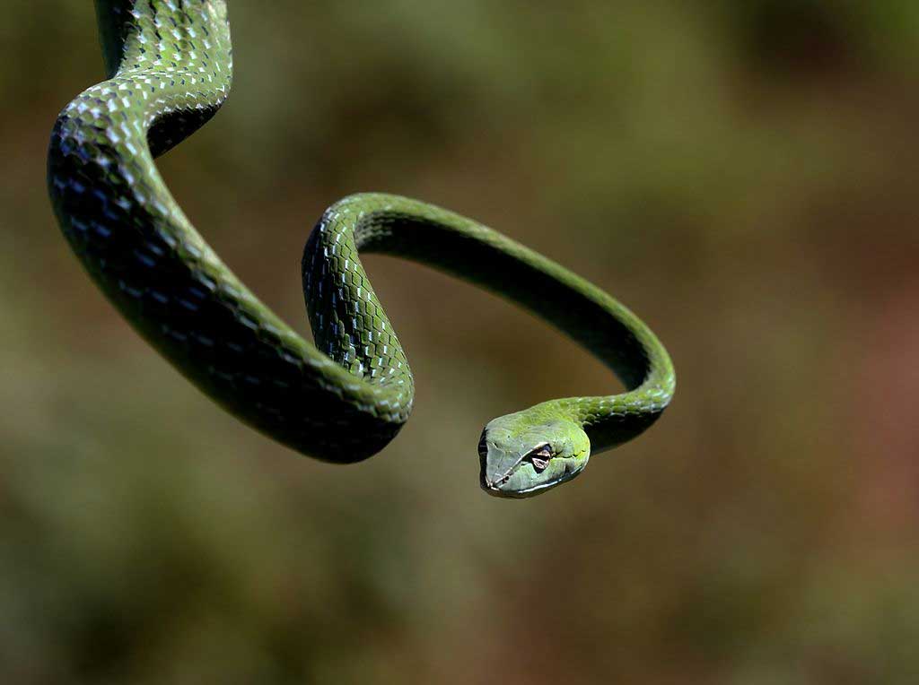 Common vine snake