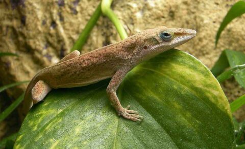 Anolis verde