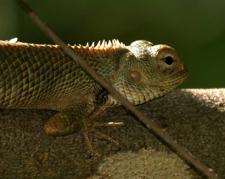 Oriental garden lizard - Behavior, accommodation and care.