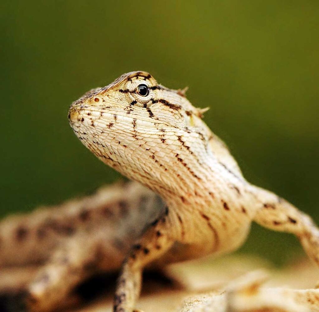 Oriental garden lizard