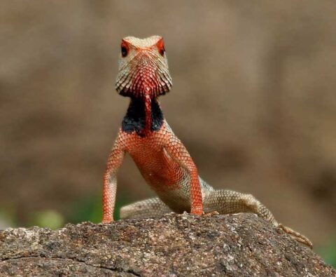 Oriental garden lizard