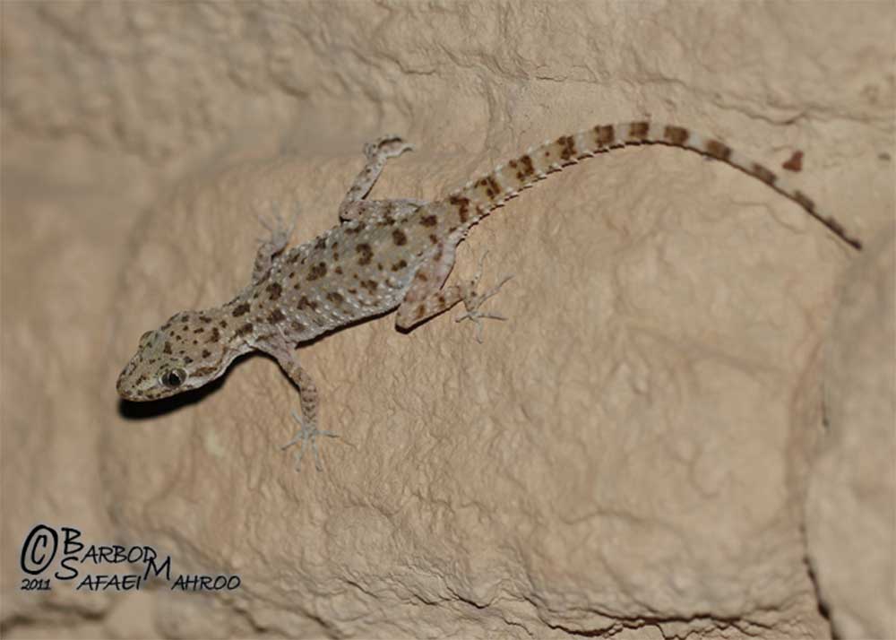 Gecko à  queue rugueuse