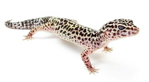 Gecko léopard