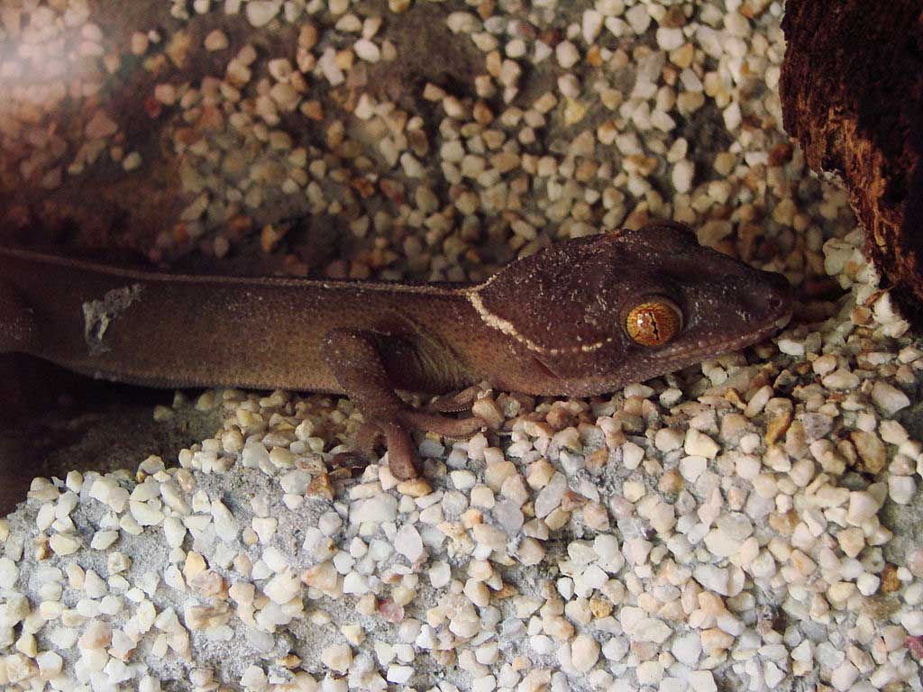 Lined gecko