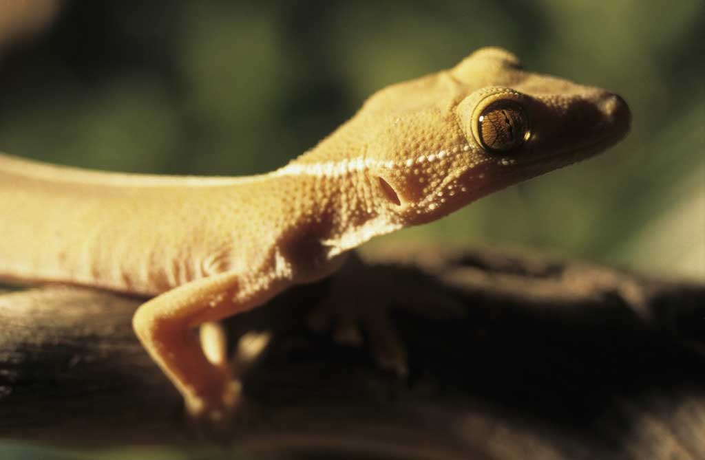 Gecko ligné