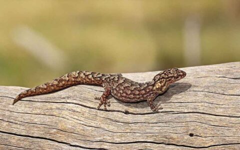 Gecko marbré