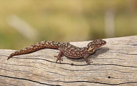 Marbled gecko