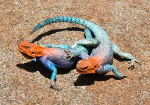 Red-headed rock agama
