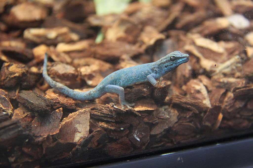 Gecko azul eléctrico