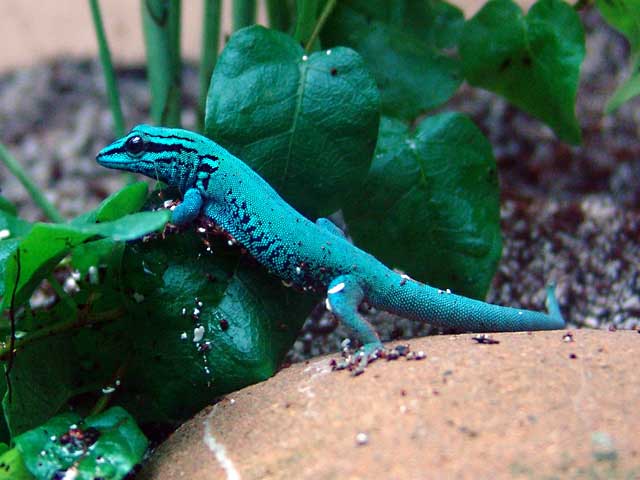 Lagartixa azul elétrica