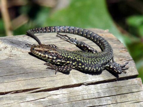 Lézard des murailles