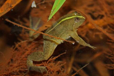 Flaque verte grenouille