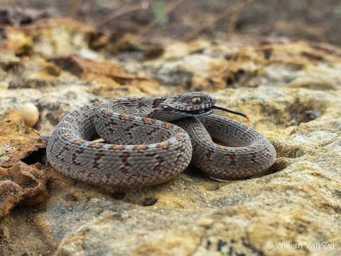 Serpiente comedora de huevos común