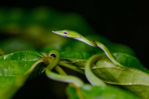 Sri Lankan green vine snake