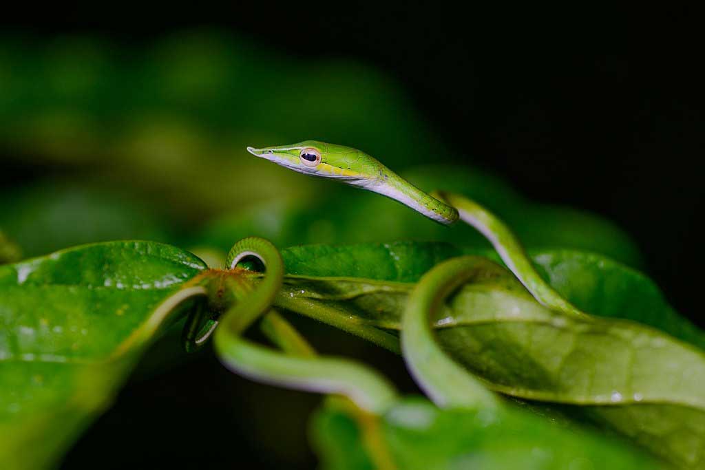 Serpiente liana verde