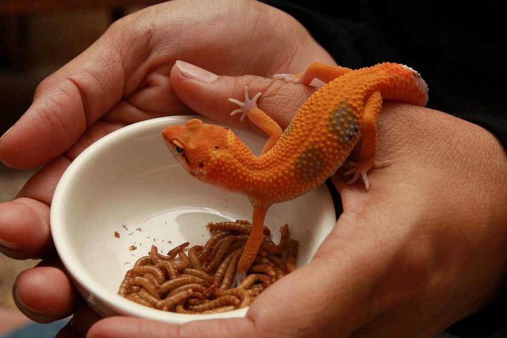 Lagarto comiendo