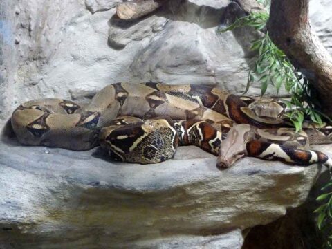 Boa constrictor