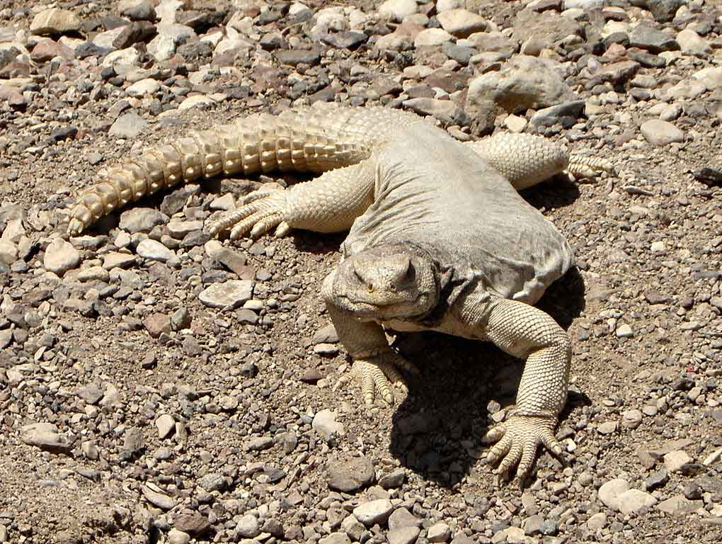 Egyptian spiny-tailed lizard
