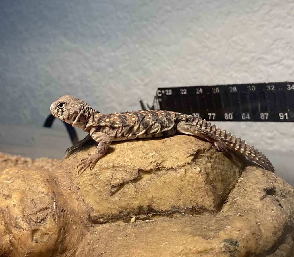 Ocellated spinytail