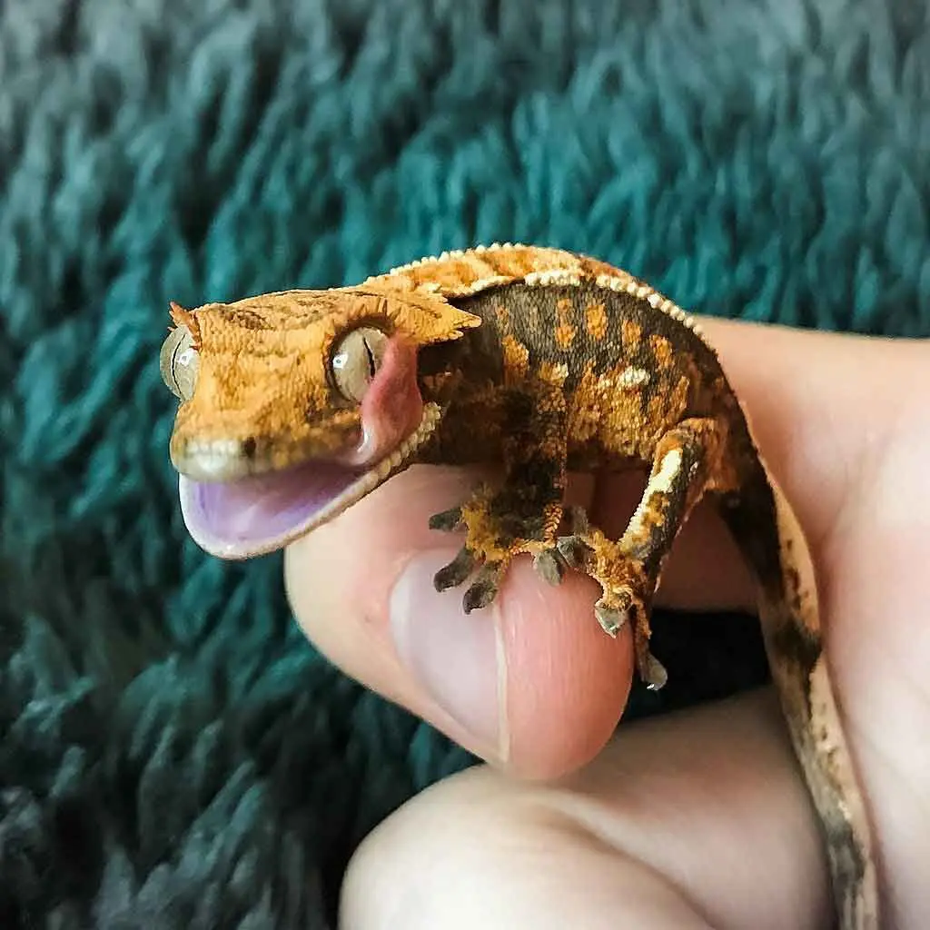 Gecko de Crista