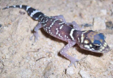 Gecko de cola gruesa