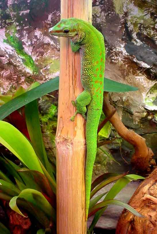 Gecko diurno de Madagascar