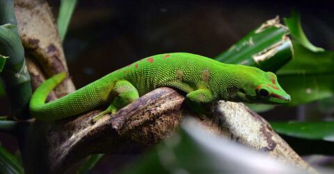Gecko géant de Madagascar