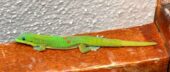 Gecko diurno dorado